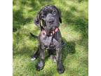 Great Dane Puppy for sale in Conway, SC, USA