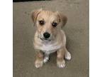 Chorkie Puppy for sale in Mesa, AZ, USA