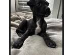 Great Dane Puppy for sale in The Colony, TX, USA
