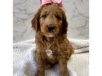 Goldendoodle Puppy for sale in Hobbs, NM, USA