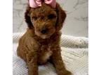 Goldendoodle Puppy for sale in Hobbs, NM, USA