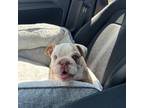 Bulldog Puppy for sale in Newark, DE, USA