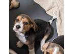 Beagle Puppy for sale in Vallejo, CA, USA