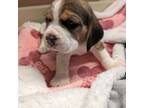 Beagle Puppy for sale in Vallejo, CA, USA