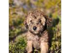 Soft Coated Wheaten Terrier Puppy for sale in Los Angeles, CA, USA