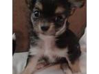 Chihuahua Puppy for sale in Grove, OK, USA