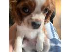 Cavalier King Charles Spaniel Puppy for sale in Greeneville, TN, USA