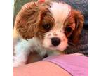 Cavalier King Charles Spaniel Puppy for sale in Greeneville, TN, USA