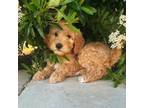 Goldendoodle Puppy for sale in Yorba Linda, CA, USA