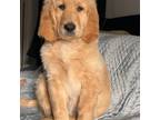 Goldendoodle Puppy for sale in San Juan Capistrano, CA, USA