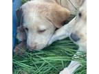 Labrador Retriever Puppy for sale in Battle Ground, WA, USA