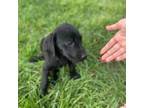 Labrador Retriever Puppy for sale in Ocala, FL, USA