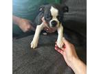 Boston Terrier Puppy for sale in Plainfield, IN, USA