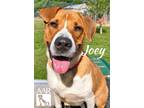Adopt Joey a Hound, Beagle