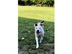 Adopt Clyde a Staffordshire Bull Terrier