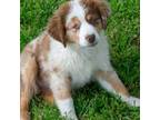 Red Merle akc