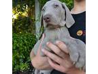 Weimaraner Puppy for sale in Vancouver, WA, USA