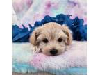 Maltipoo Puppy for sale in Ravenna, MI, USA