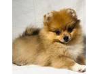 Pomeranian Puppy for sale in Terrell, TX, USA