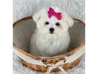 Maltese Puppy for sale in Houston, TX, USA