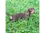 Dachshund Puppy for sale in Houston, TX, USA