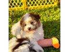 Havanese Puppy for sale in Houston, TX, USA