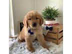 Goldendoodle Puppy for sale in Baltic, OH, USA