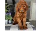 Goldendoodle Puppy for sale in Warsaw, NY, USA