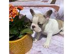 French Bulldog Puppy for sale in Medway, OH, USA