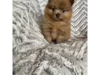 Pomeranian Puppy for sale in Medway, OH, USA