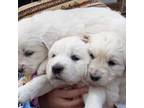 Golden Retriever Puppy for sale in Snowflake, AZ, USA