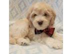 Mutt Puppy for sale in Richland, WA, USA