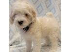 Mutt Puppy for sale in Richland, WA, USA