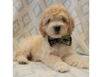 Mutt Puppy for sale in Richland, WA, USA