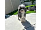 Mutt Puppy for sale in Lancaster, CA, USA