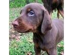 Doberman Pinscher Puppy for sale in Lake Park, GA, USA