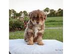 Mutt Puppy for sale in Bluford, IL, USA