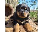 Rottweiler Puppy for sale in Lagrange, IN, USA