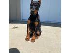 Doberman Pinscher Puppy for sale in Milford, IN, USA