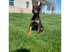 Doberman Pinscher Puppy for sale in Milford, IN, USA