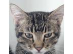 Adopt Avaric a Domestic Short Hair