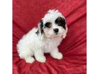 Cavapoo Puppy for sale in Columbia, MD, USA