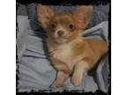 Chihuahua Puppy for sale in Bucyrus, OH, USA