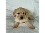 Goldendoodle Puppy for sale in Yorba Linda, CA, USA