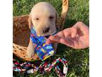 Labrador Retriever Puppy for sale in Ocala, FL, USA