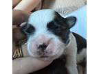 Shih Tzu Puppy for sale in Navarre, OH, USA