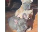 French Bulldog Puppy for sale in Providence, RI, USA