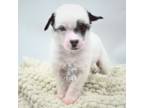 Chinese Crested Puppy for sale in Ocala, FL, USA