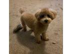 Maltipoo Puppy for sale in Charlotte, NC, USA