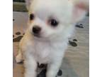 Chihuahua Puppy for sale in Grove, OK, USA